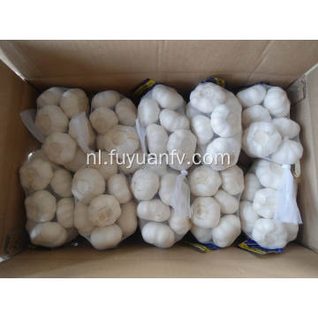 Pure White Garlic 5.5-6.0cm